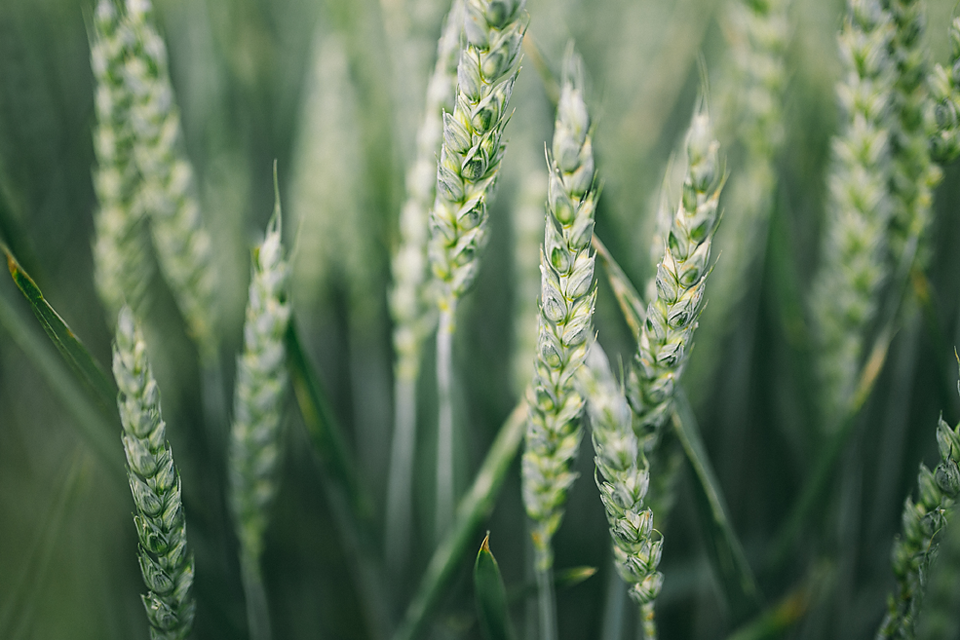 co-nie-wymaga-rejestracji-działalności-gospodarczej Co nie wymaga rejestracji działalności gospodarczej? Orzecznictwo polskich sądów